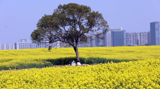 江心沙農(nóng)場(chǎng)外拓基地油菜田成網(wǎng)紅打卡點(diǎn)