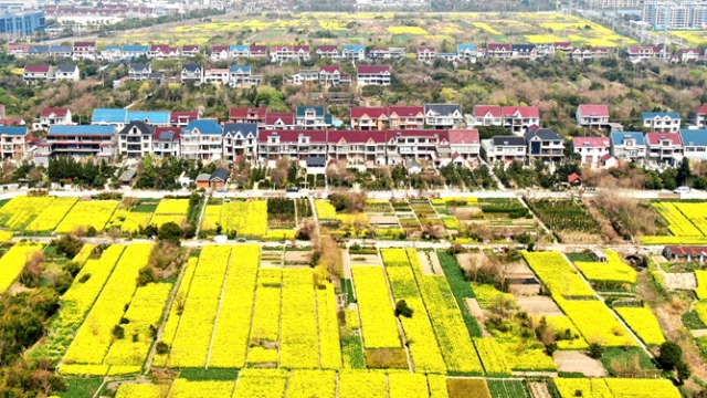 如皋顧莊春景如畫(huà)：“花木之鄉(xiāng)”特色庭院與油菜花田相映生輝