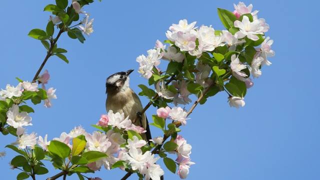 南通博物苑鳥(niǎo)舞花間春意濃