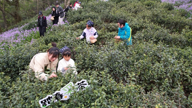 明前尋春味 軍山“明前茶”開(kāi)采