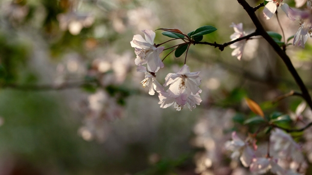 春暖花開(kāi)，市民健身休閑忙